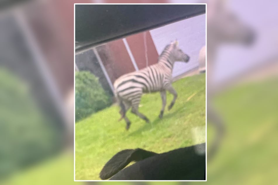 Das Zebra ist aus seinem Gehege entkommen und sorgt seitdem für Chaos in der Umgebung.