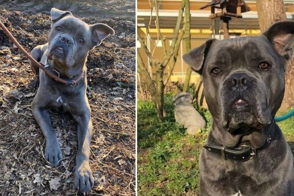 Monty ist schon vier Jahre im Tierheim: Wer hat ein Herz für den Vierbeiner?