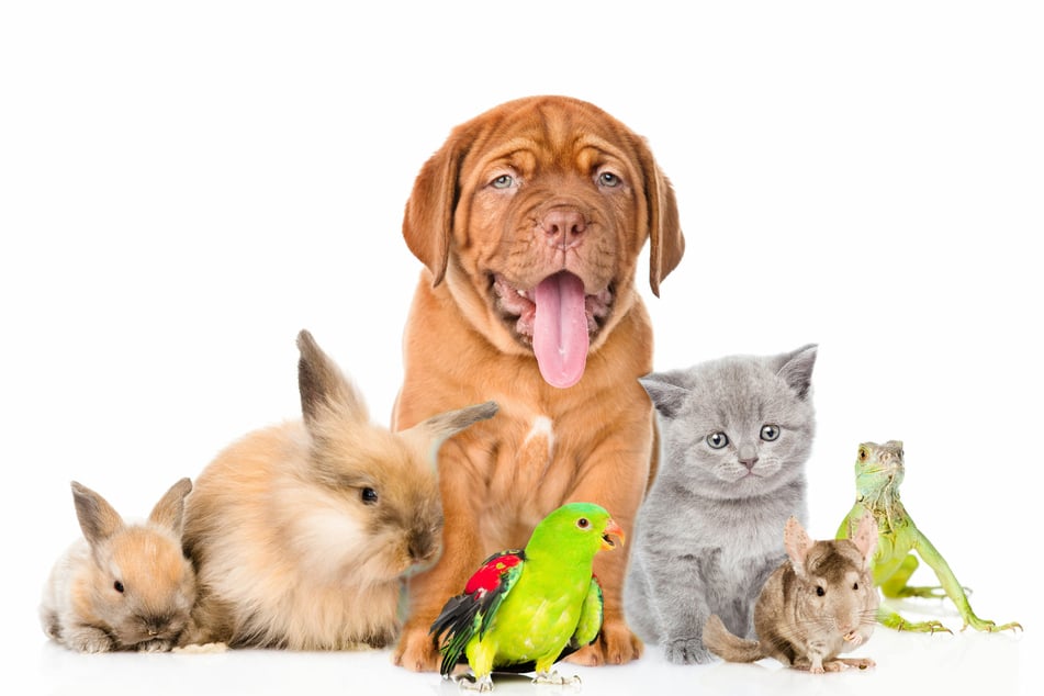 Ob Hund, Katze, Vogel oder Kaninchen: Bei der Haltung von Haustieren gibt es eine Menge zu beachten. (123rf.com/ Alexandr Ermolaev)