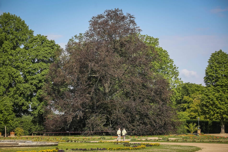 Die toten Äste der Blutbuche wurden zur Gefahr für Schlosspark-Besucher.