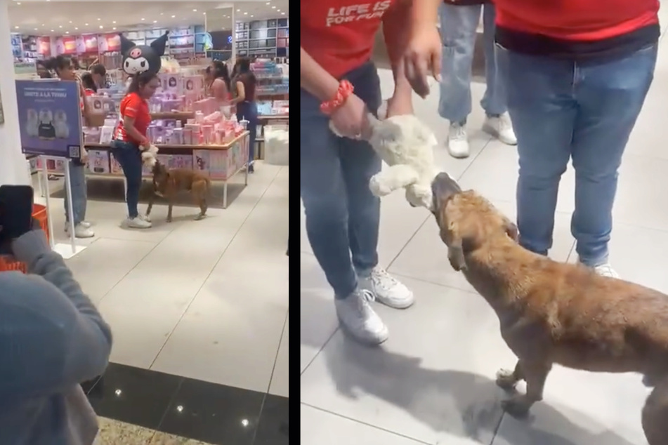 U pouličního psa se v mexickém nákupním centru zamilovalo do plyšové hračky.