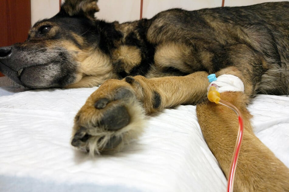 Nach einem größeren Blutverlust z. B. nach einer Operation, brauchen Hunde meist eine Bluttransfusion, um zu überleben.