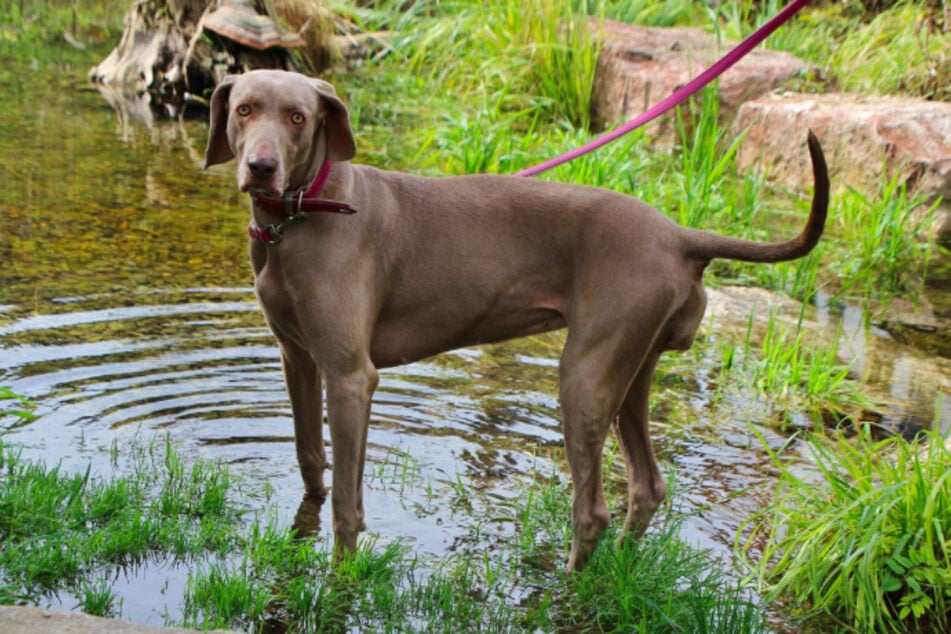 Weimaraner Wilma.