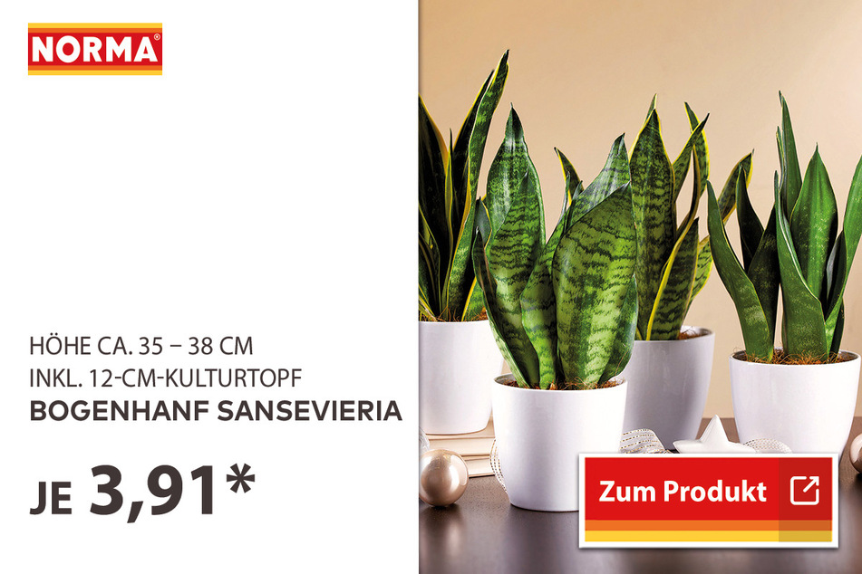 Bogenhanf für 3,91 Euro.
