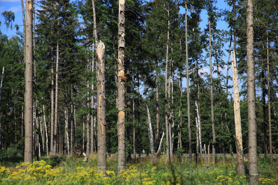 Kaum Niederschlag und viel Sonne haben den Waldboden im Harz austrocknen lassen.