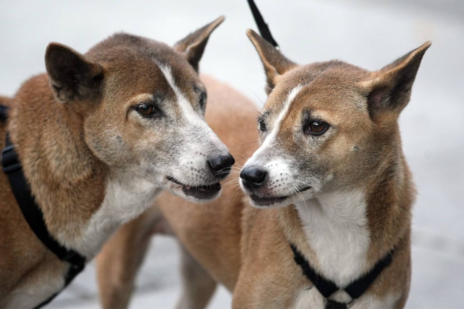 New Guinea singing dogs originate from the highlands of Papua New Guinea.