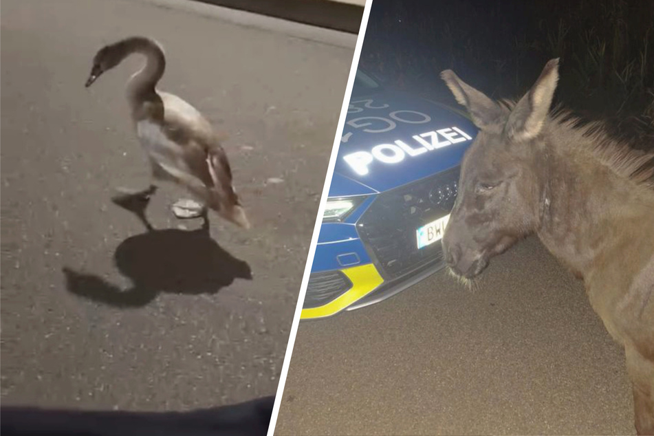 Esel "Emil" und ein sturer Schwan halten Polizei im Südwesten auf Trab