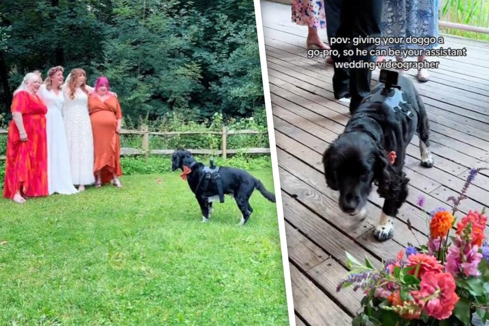 Dog becomes a wedding photographer – and goes viral with his footage!
