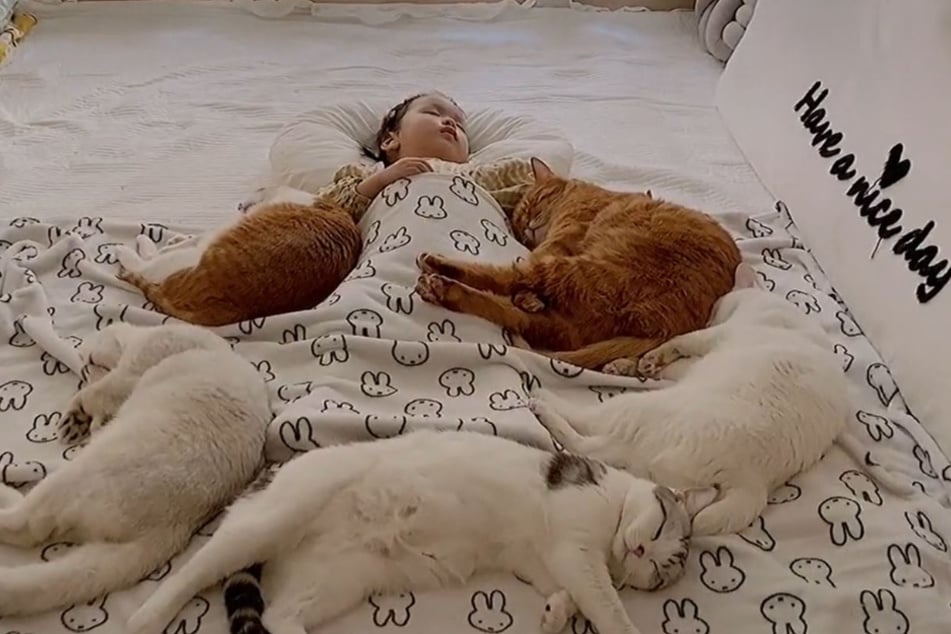 Balsam Fur Die Seele Alle Lieben Was Die Katzen Hier Bei Dem Madchen Machen Tag24