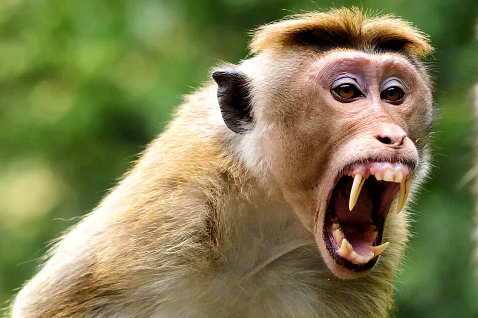 Die Affen vor Ort sind voller Rachsucht. (Symbolbild)