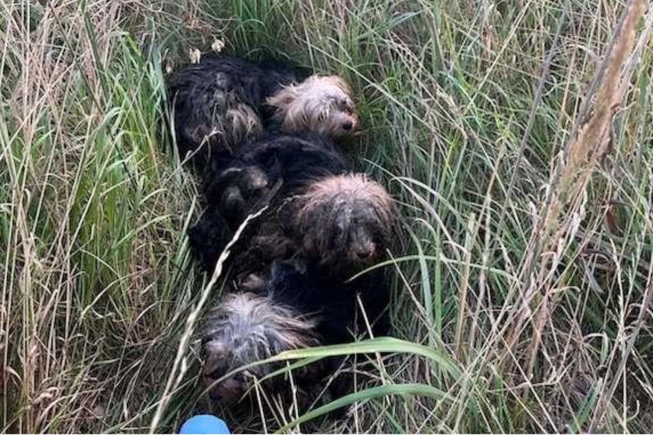 In Helmstedt wurden drei verwahrloste Yorkshire-Terrier gefunden.