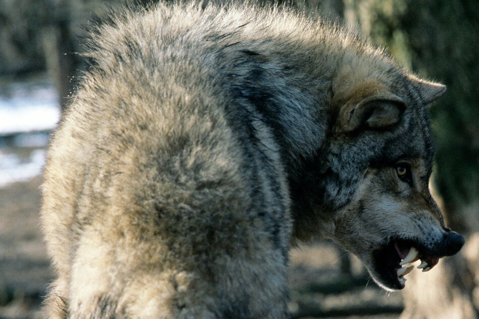 Wolf schlägt wieder zu: Neun Schafe auf Alm getötet