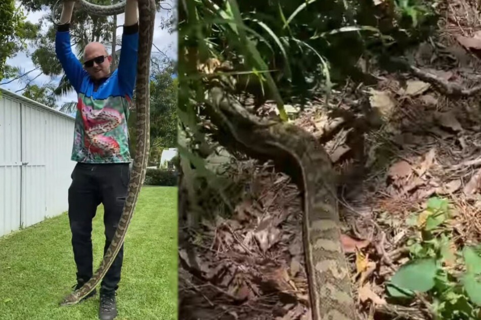 Left: Stuart McKenzie proudly holds up the python. Right: The snake veered off into the wild.