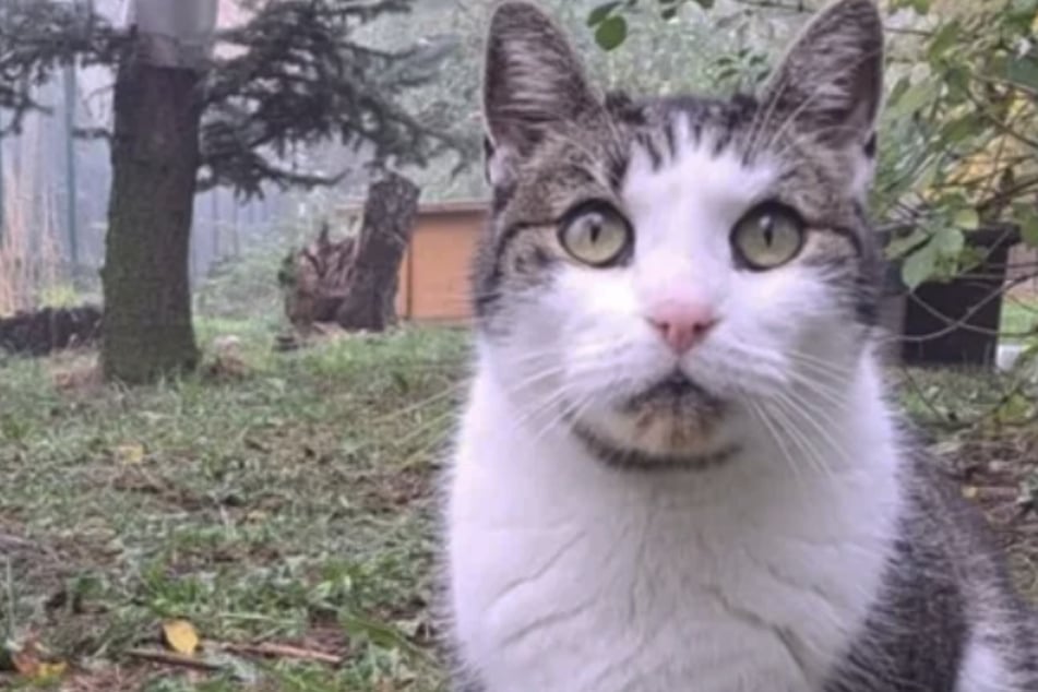 "Attentats de plein air ! Mais Kater Maddin s'est amélioré et espère du nouveau bonheur "