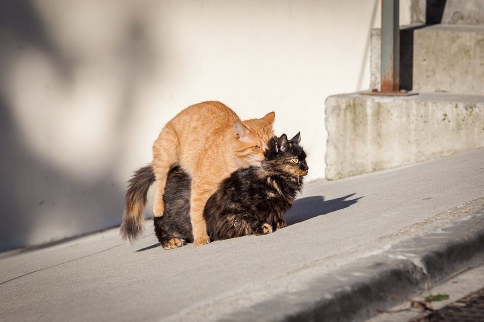 Damit sich Katzen nicht unkontrolliert fortpflanzen, muss man entsprechende Maßnahmen ergreifen.