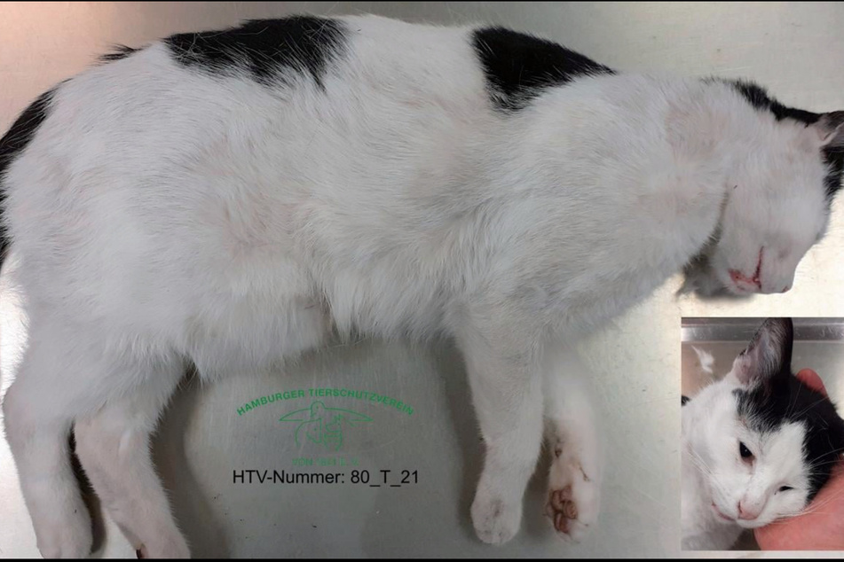 Dieser schwarz-weiße Kater wurde am 19. Oktober tot am Straßenrand gefunden. (HTV-Nr.: 80_T_21)