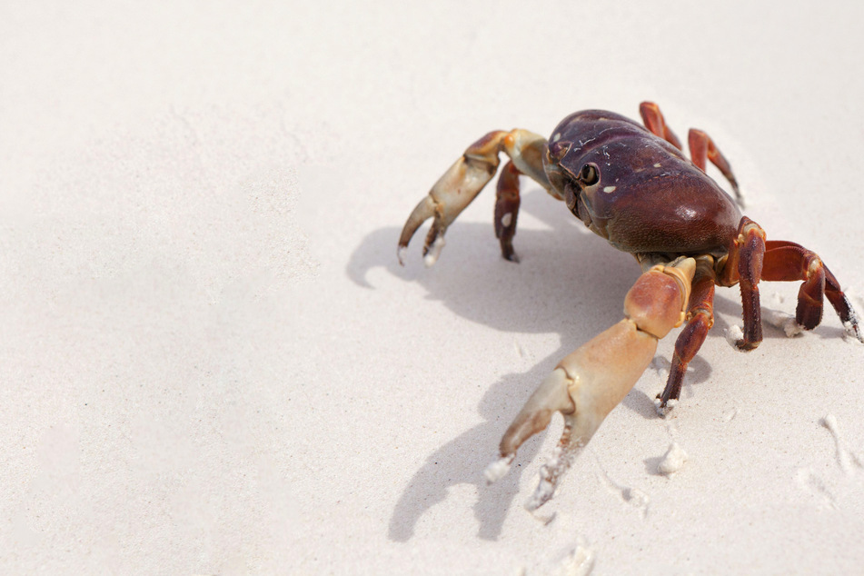 Krabbe beißt Kind: Wie sich der Vater an dem Tier rächt, lässt Arzt sprachlos zurück