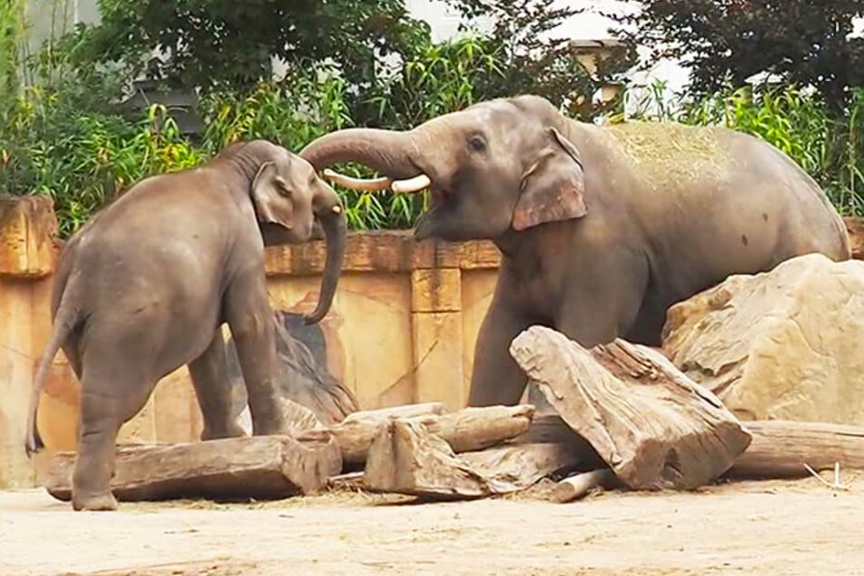 Hormon-Chaos bei Zoo-Elefant: Halbstarker pullert sich die ganze Zeit ein