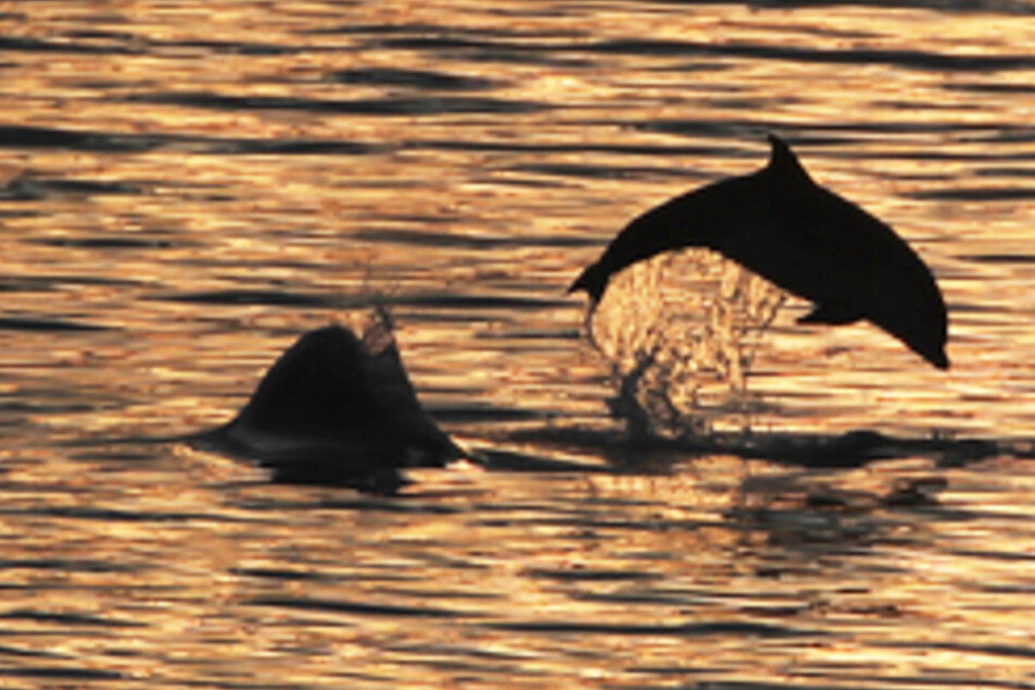 Mehrere Vorfälle am selben Tag: Delfine greifen Schwimmer an!