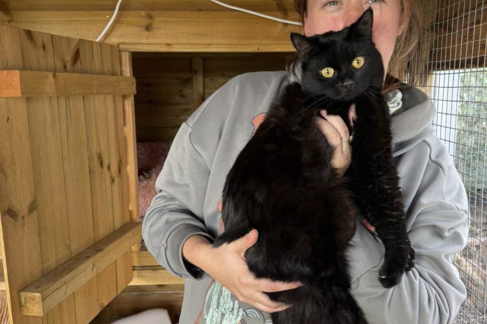Wochenlang allein neben totem Besitzer: Schicksal von Katze Nibbles rührt so viele
