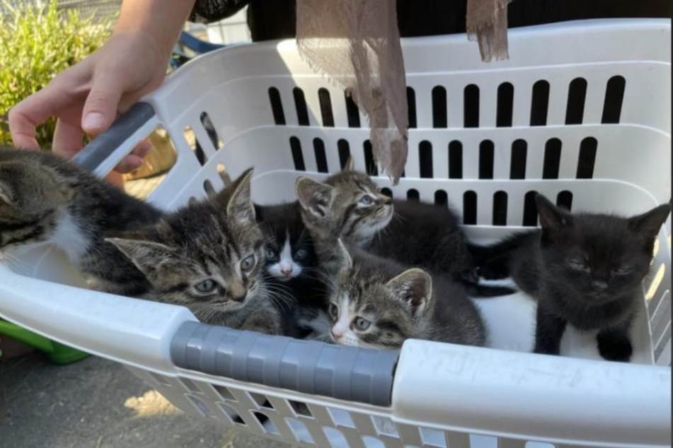 Die Kitten wurden in einem Wäschekorb ins Tierheim Bergheim gebracht.