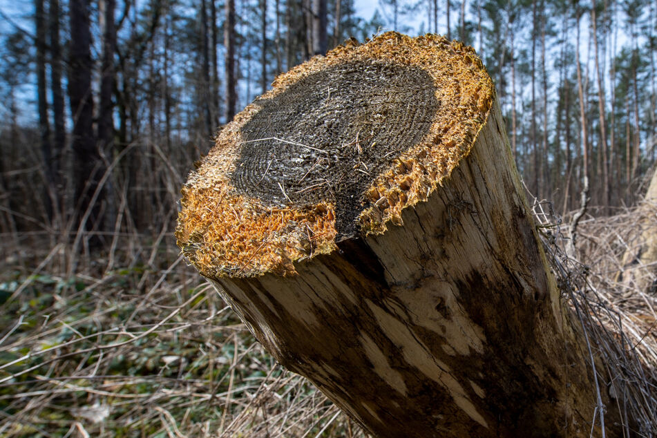 Kampf gegen den Borkenkäfer: Situation in Sachsens Wäldern weiterhin kritisch