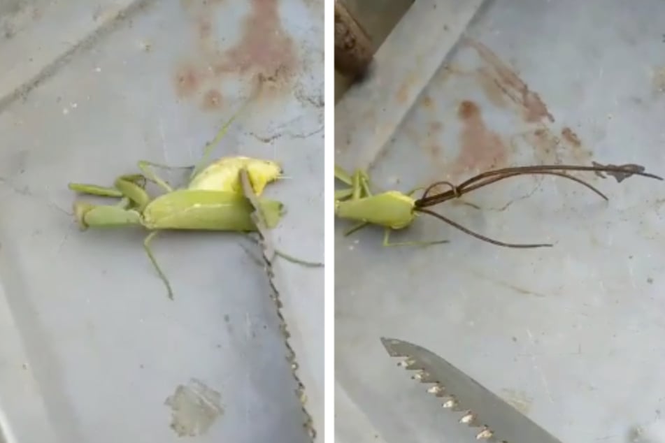 The praying mantis is cut open, and something nasty comes out of it.