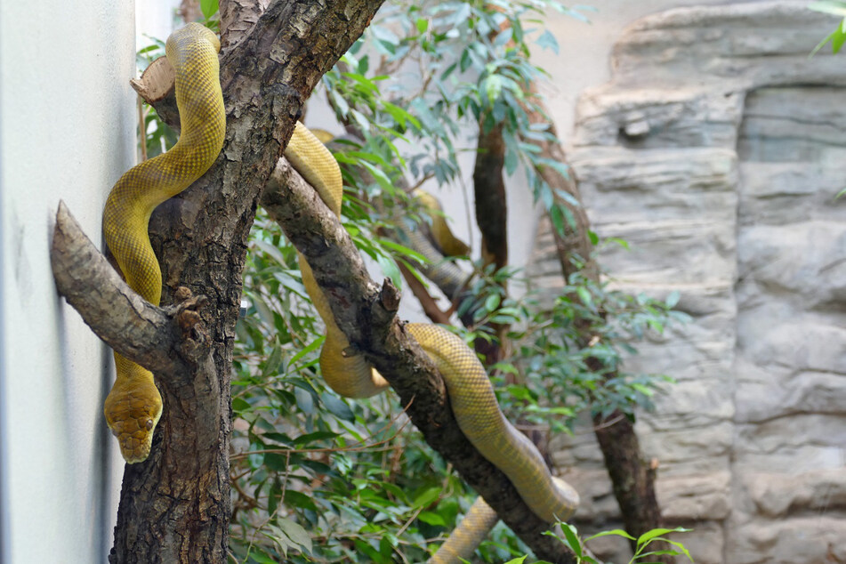 Die Seram-Phythons wurden von einem Privathalter übernommen. Seit dem heutigen Dienstag sind sie im Exotarium des Frankfurter Zoos zu bestaunen.