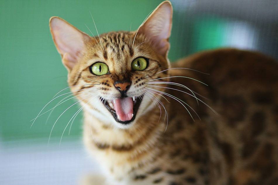 Bengal cats might be beautiful, but they can be incredibly demanding also.