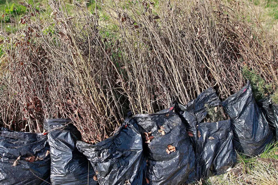 Knapp 560.000 neu gepflanzte Bäume sollen die Schäden von einem Orkan, Dürren und Ungeziefer ausgleichen. (Symbolbild)