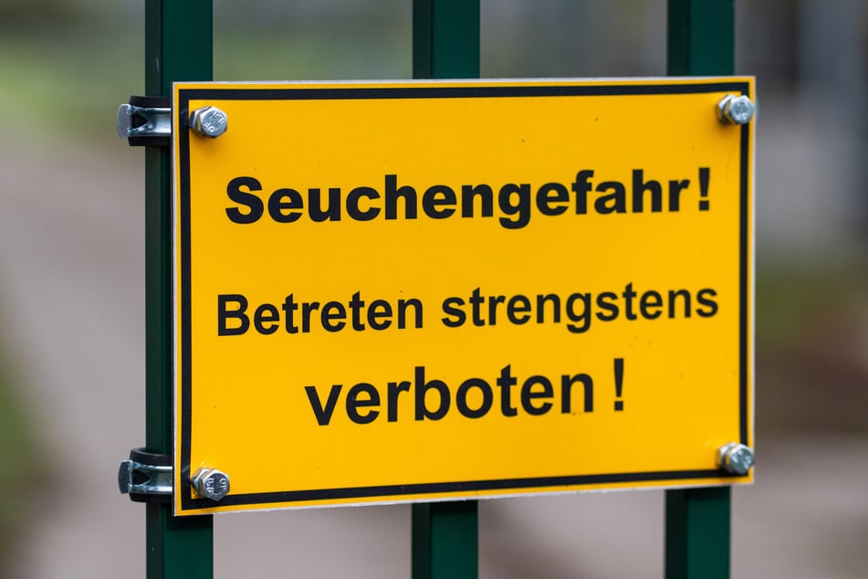 In einem Geflügelbetrieb im Landkreis Märkisch-Oderland sollen wegen der Vogelgrippe 10.000 Pekingenten getötet werden. (Symbolbild)