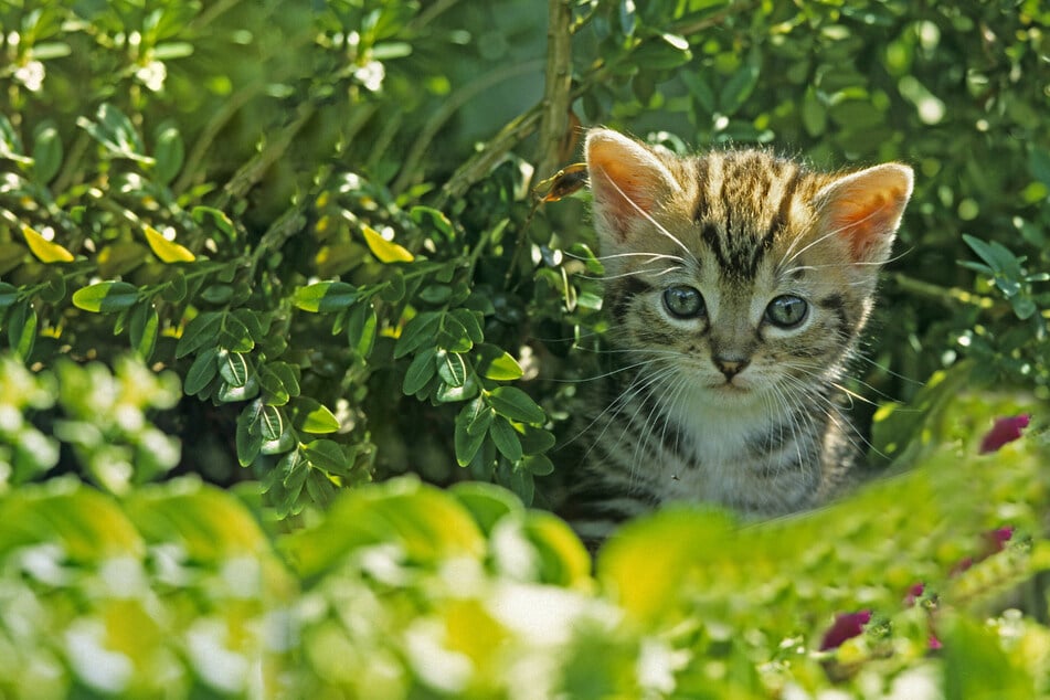 Cats anxiety is a very real thing, and should be taken seriously.