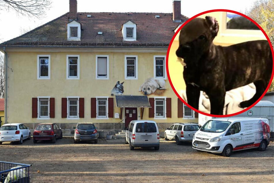 Hündin "Biggi" aus Tierheim geklaut - 3000 Euro Belohnung für Hinweise!