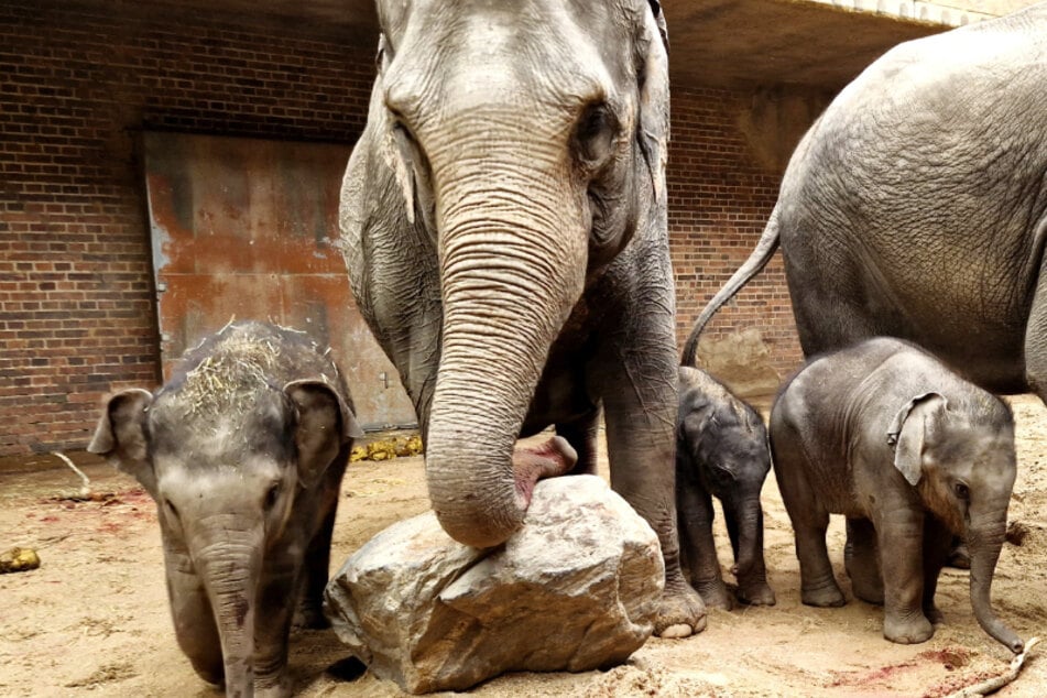 Baby-Boom bei den Leipziger Elefanten: Nächstes Mini-Rüsseltier geboren
