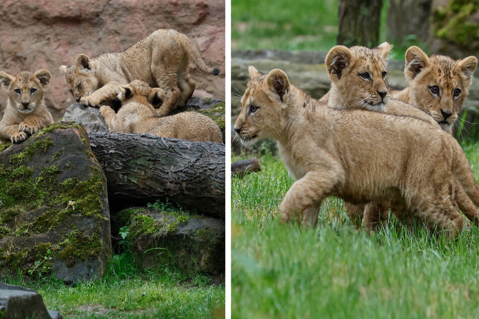 The Barbary lion cub triplets at Hanover Zoo have now been given names: Zuri, Alani, and Tayo.
