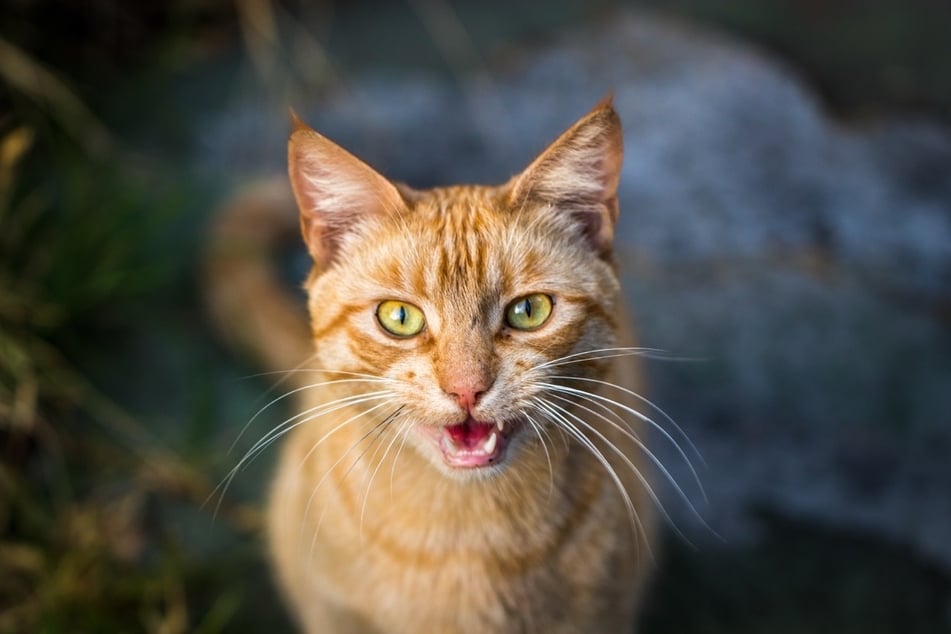Health issues, like an inflammation of your cat's throat, can cause a change in its meow.