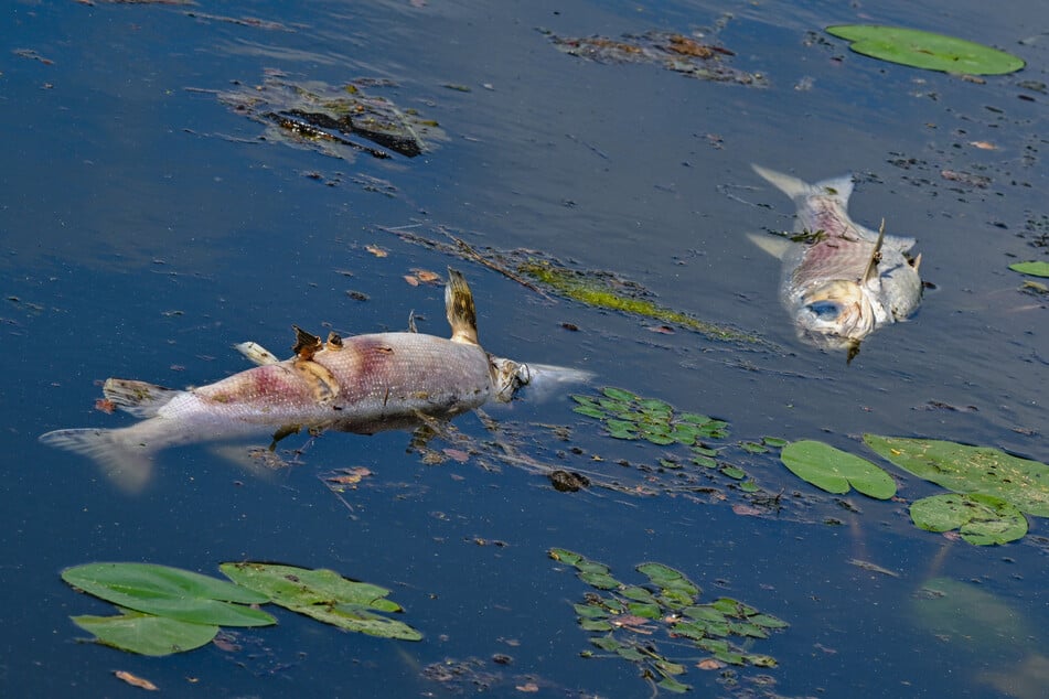 Die Goldalge ist eine Gefahr für den Bestand der Fische im Grenzfluss zu Polen.