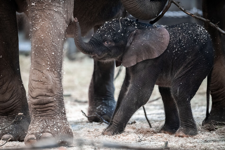 Elefantenjunge "Tsavo" steht im Gehege im Zoo Wuppertal.