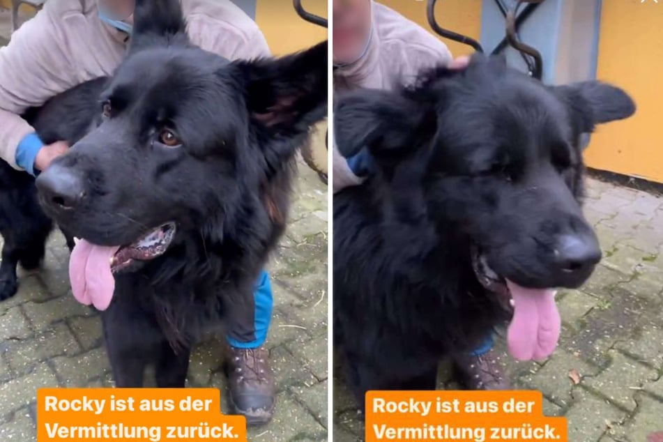 Hund "Rocky" genießt eine Streicheleinheit seines Pflegers. Der Schäferhund kam jüngst aus der Vermittlung zurück.