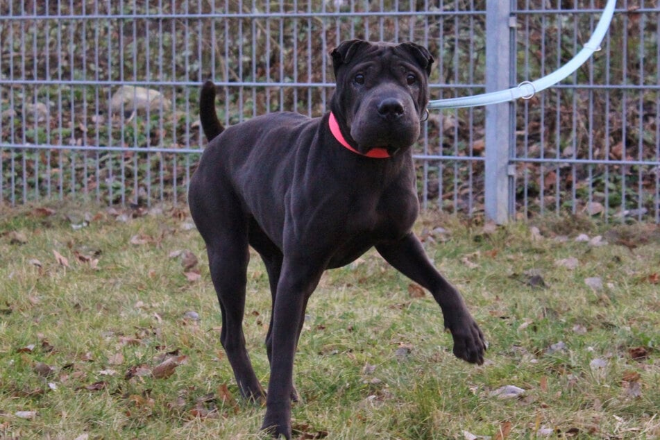 Shar-Pei Jade hofft auf erfahrene Hundehalter, die sich mit ihrer Rasse auskennen.