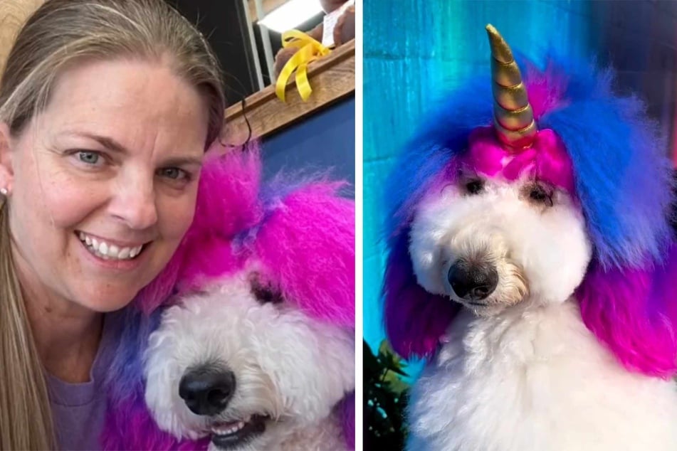 Poodle's colorful unicorn makeover divides the internet