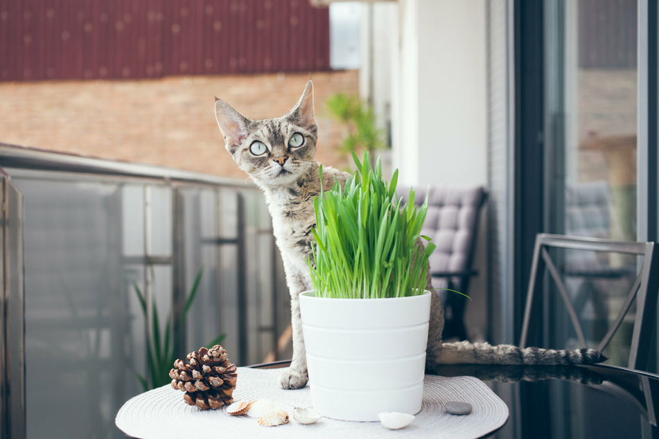 Katzengras ist ideal als Balkonbepflanzung. Wenn Katzen regelmäßig Gras fressen, können sie unverdauliche Haare besser ausspeien.