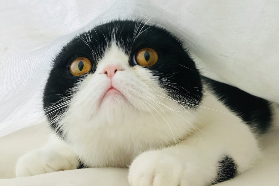 Hiding beneath a blanket, this cat has one strong sense of humor!