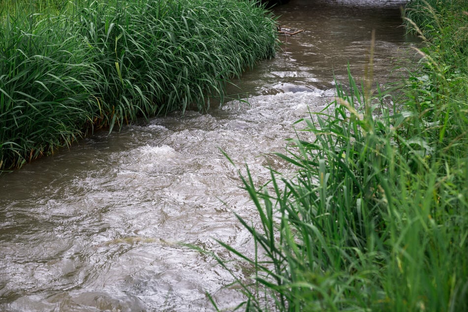 Der Mink ist stark an die hiesigen Gewässer gebunden. (Archivbild)
