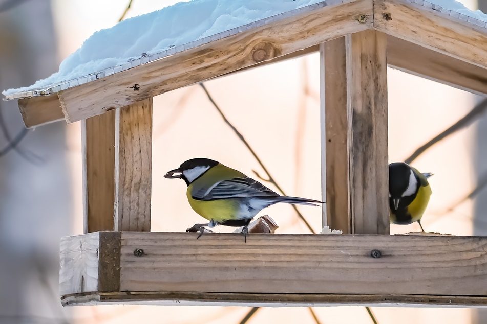 Im Winter sind Tiere nicht selten auf unsere Hilfe angewiesen. Eine Vogelfutterstelle im Garten hilft Vögeln durch den Winter.