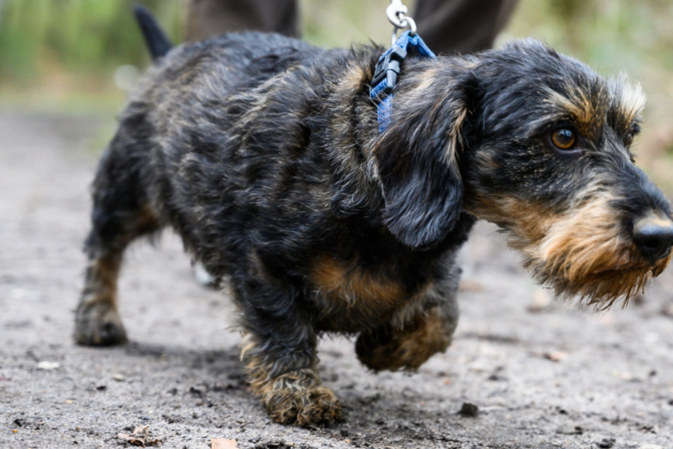 Rattengift: Hier müssen Hundebesitzer jetzt aufpassen!