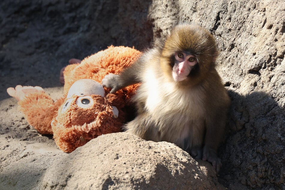 It's Punch the monkey's birthday! And fans are sending thousands of letters
