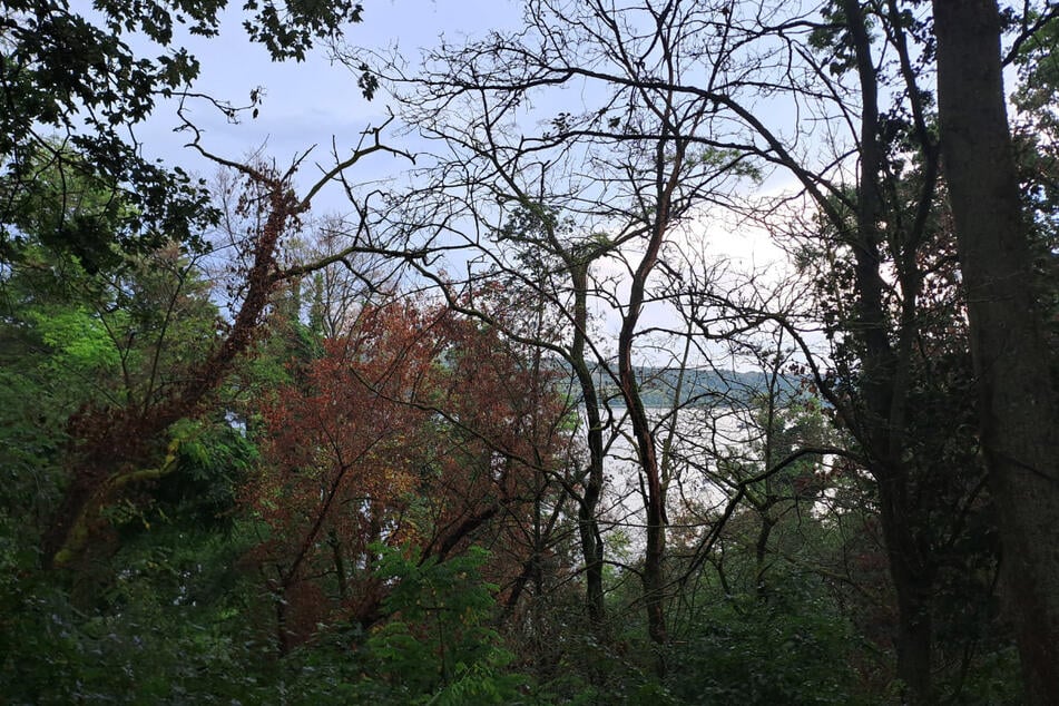 An der Havel sterben die angebohrten Bäume ab.