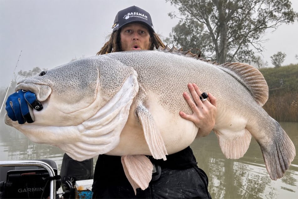 Der Angler Kasey Parkinson fing Ende September einen 1,35 Meter langen Murray-Kabeljau im Murray River.