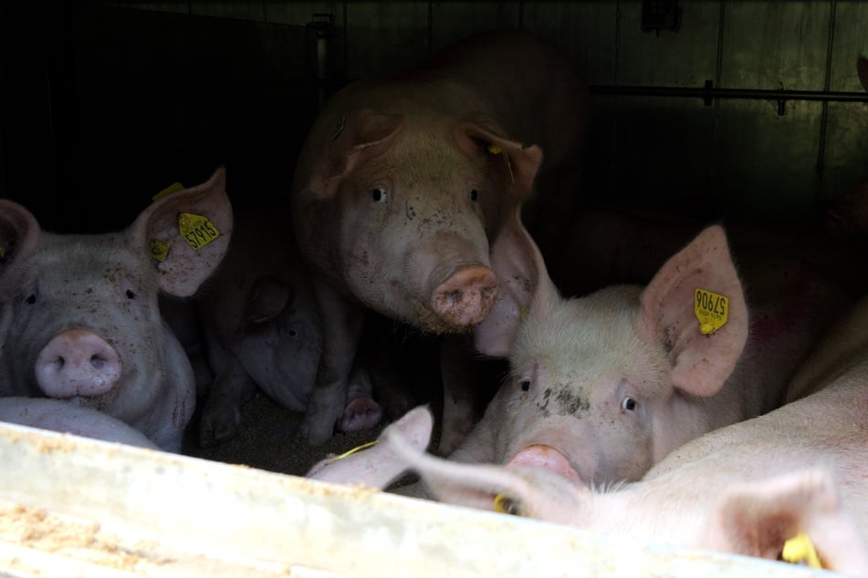 Die Schweine mussten nach dem Unfall umgeladen werden.